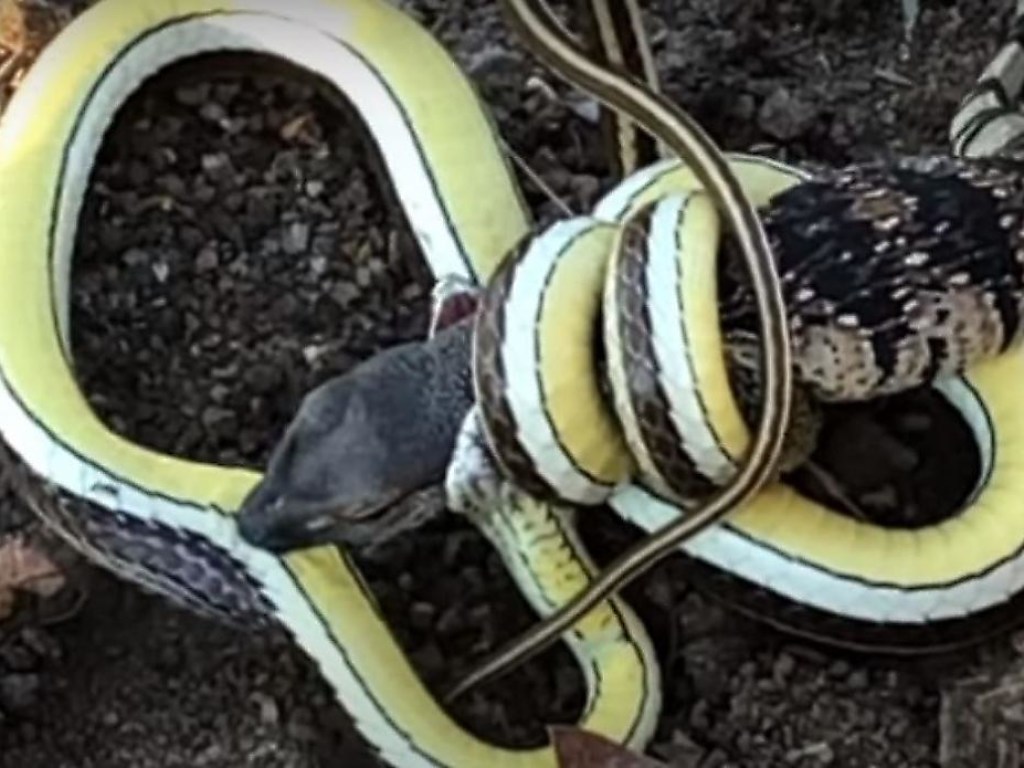 Туристка засняла двухчасовой поединок ящерицы и змеи. ВИДЕО