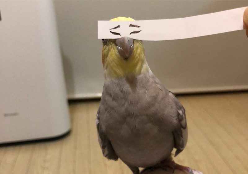 Строим глазки! Бумажная полоска поднимает настроение попугаю и его хозяевам. ФОТО