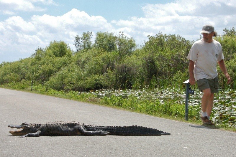 Бродячие хищники во Флориде