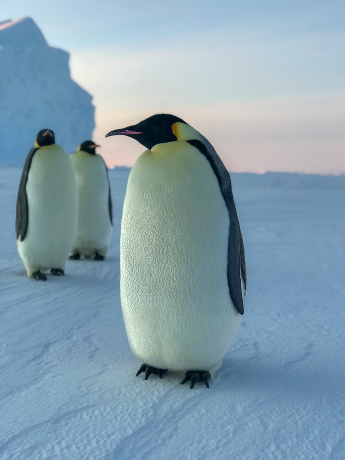 Пингвины всегда ходят по трое. ФОТО