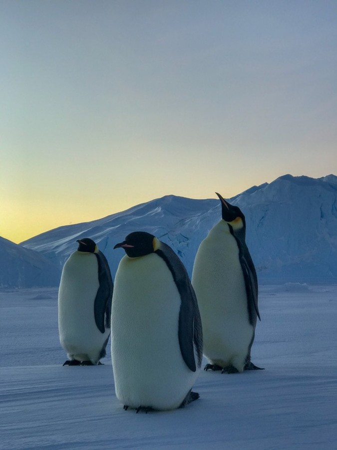 Пингвины всегда ходят по трое. ФОТО