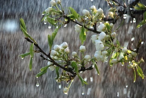 Сегодня Украину продолжит поливать весенними дождями  