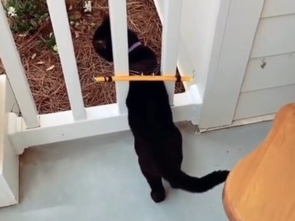 Необычное устройство не дает коту сбежать со двора. ВИДЕО