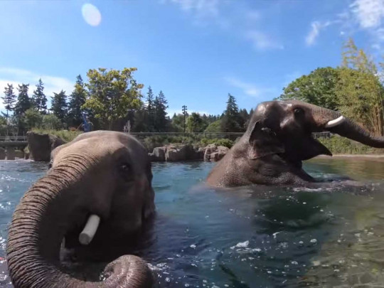 Слоны устроили «карантинную» вечеринку в бассейне зоопарка. ВИДЕО
