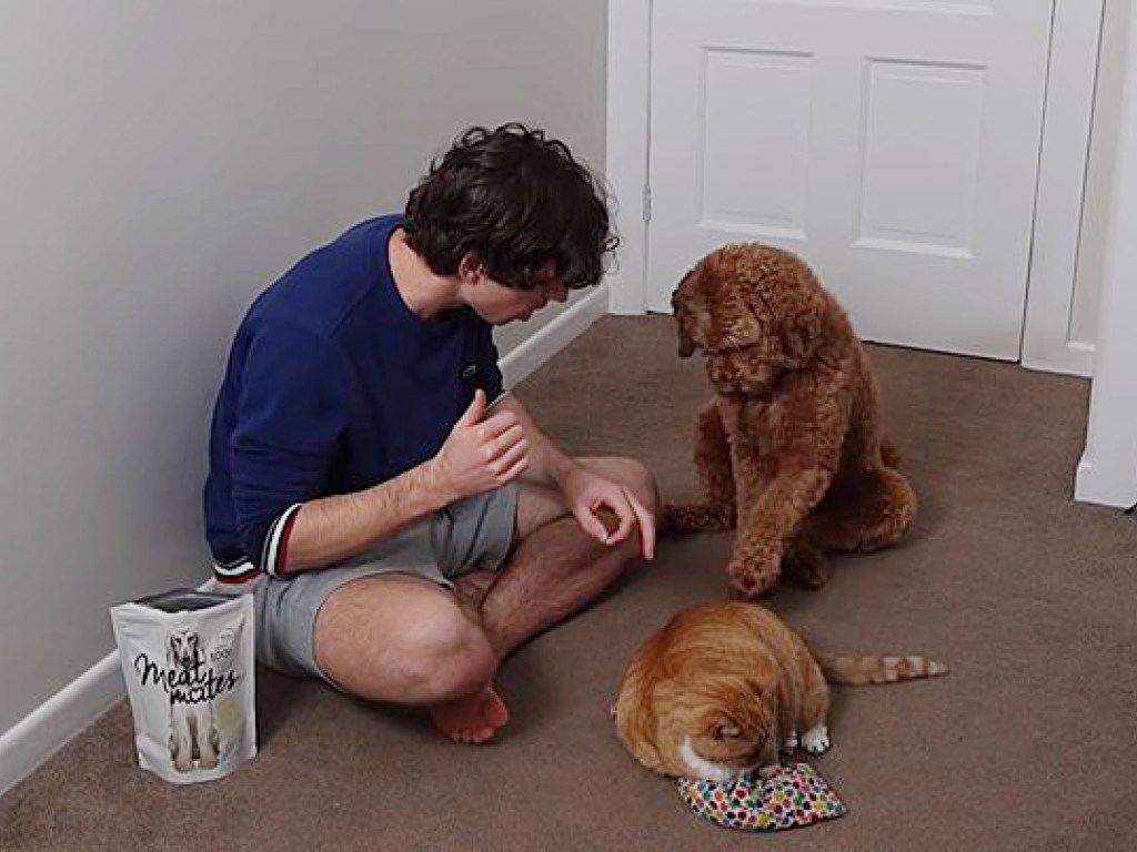 Блогер научил пса гладить кота. ВИДЕО
