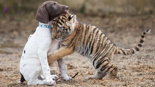 Необычная дружба между животными разных видов. ФОТО
