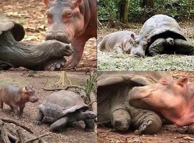 Необычная дружба между животными разных видов. ФОТО