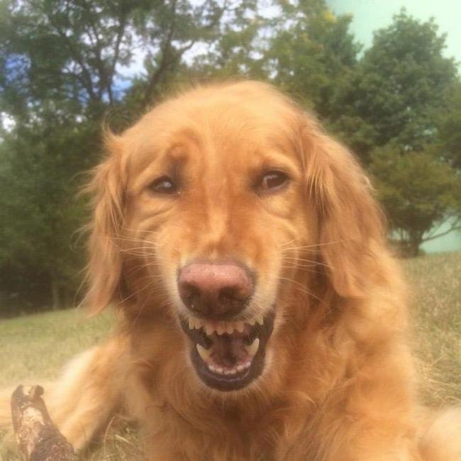 15 смешных собак, которые выглядят точь-в-точь как люди (ФОТО)