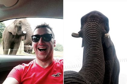 В британском зоопарке слониха сделала селфи на потерянный iPhone 