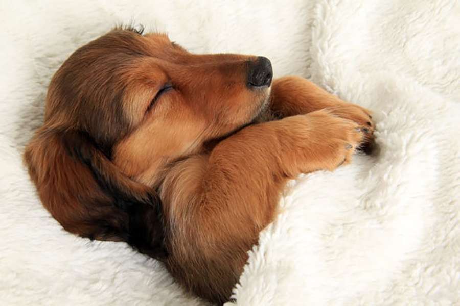 Собаки спят в хозяйской постели — могут себе позволить. ФОТО