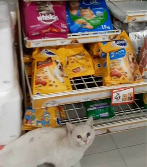 Бездомный кот сам выбрал товар в магазине. ВИДЕО
