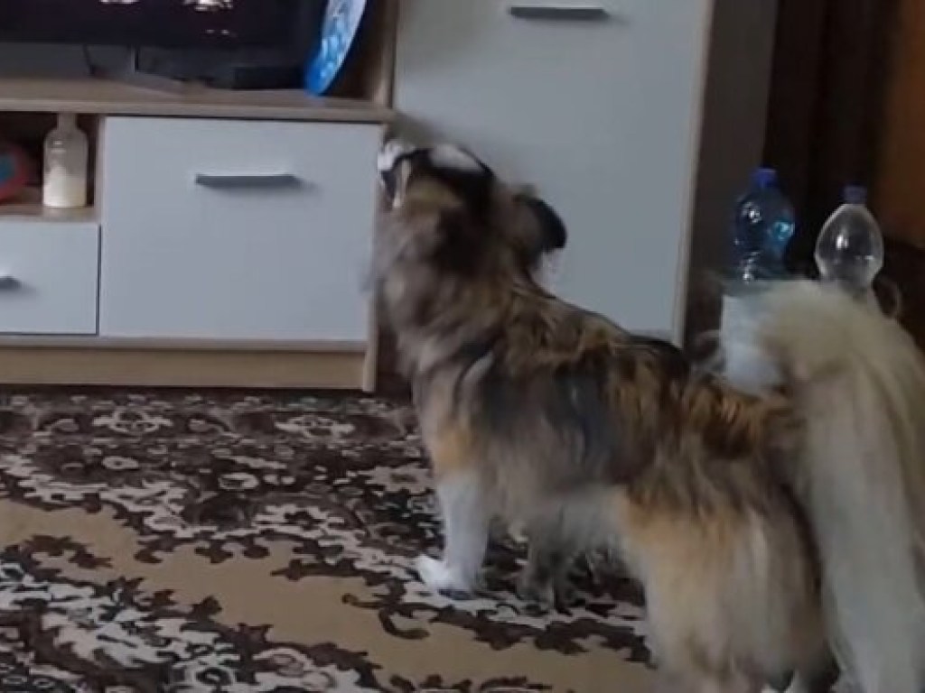 Пёсик из Ивано-Франковска очень любит петь. ВИДЕО