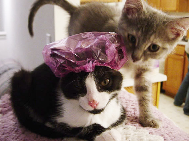 Милые котики в шапочках для душа