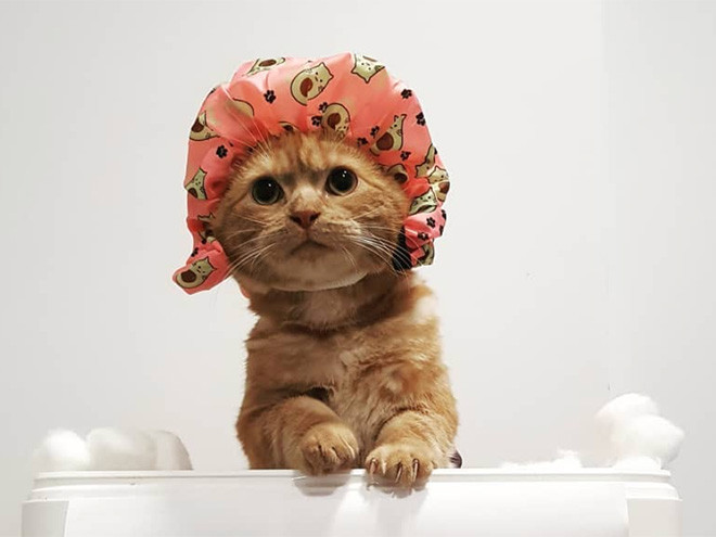 Милые котики в шапочках фото