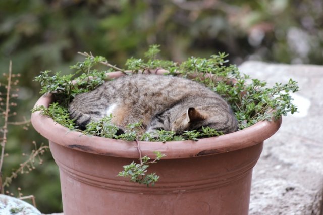 Котики, которые отключились в разных местах и позах