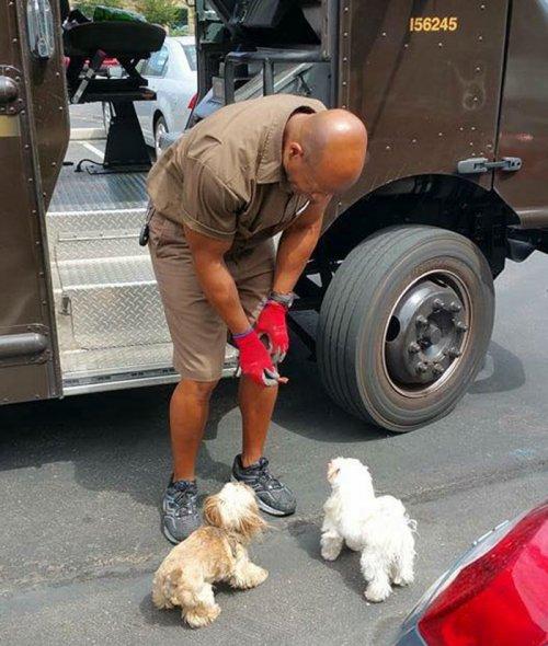 Прелестные собаки, встречающие работников курьерской службы (ФОТО)