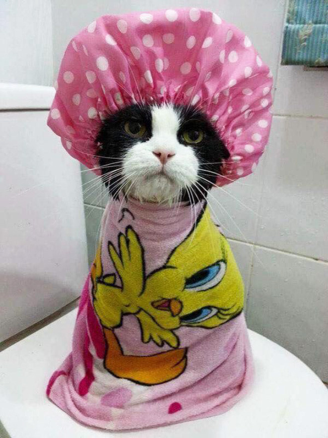 Коты тоже используют шапочки для душа. ФОТО