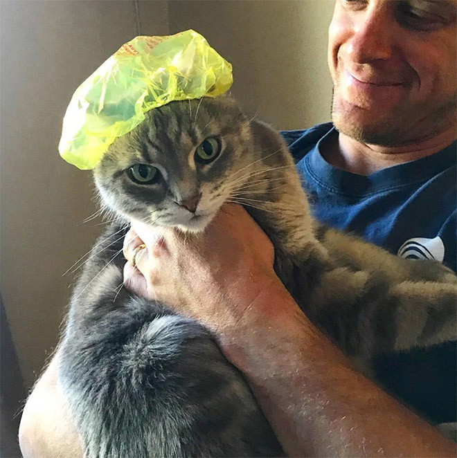 Коты тоже используют шапочки для душа. ФОТО