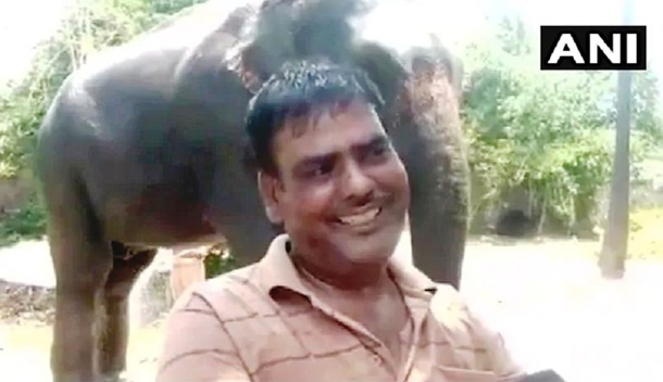 Индиец завещал половину своего состояния двум слонам. ФОТО