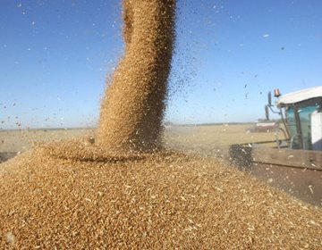 Мировые цены на зерновые снизились благодаря поставкам из Украины