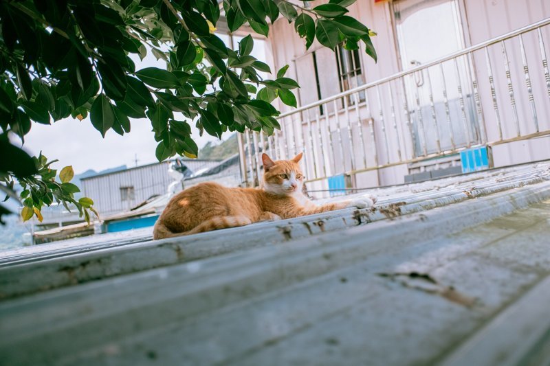 Тайваньский фотограф снимает колоритных уличных котов