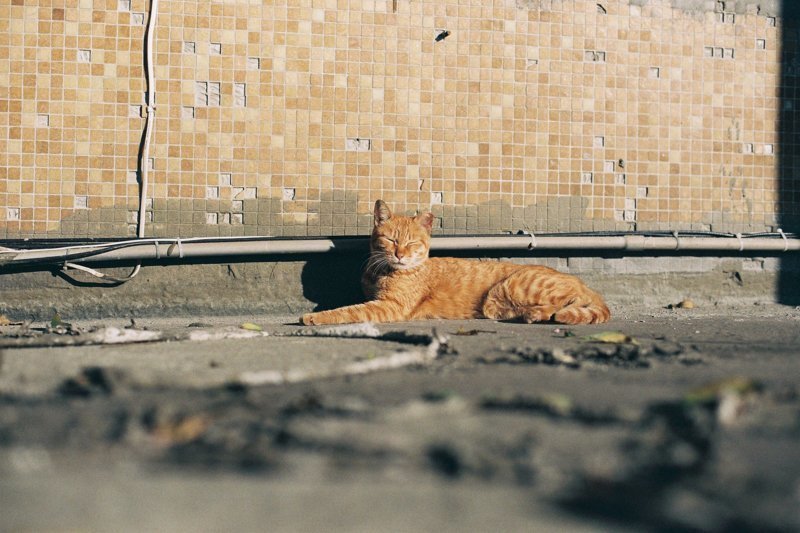 Тайваньский фотограф снимает колоритных уличных котов