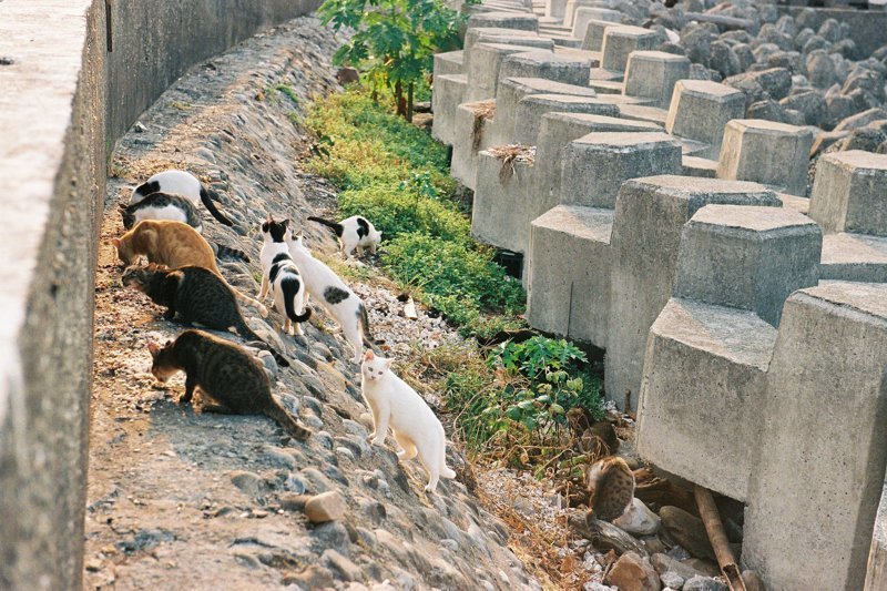 Тайваньский фотограф снимает колоритных уличных котов