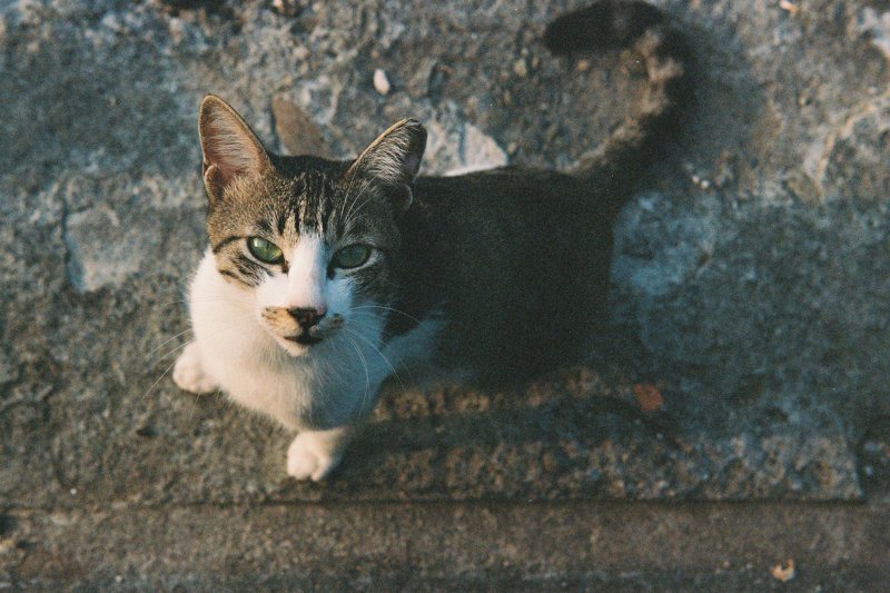 Тайваньский фотограф снимает колоритных уличных котов