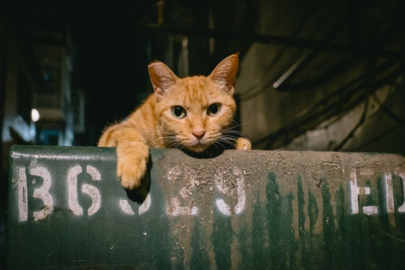 Тайваньский фотограф снимает колоритных уличных котов