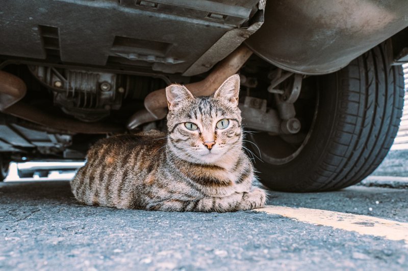 Тайваньский фотограф снимает колоритных уличных котов