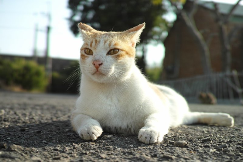 Тайваньский фотограф снимает колоритных уличных котов