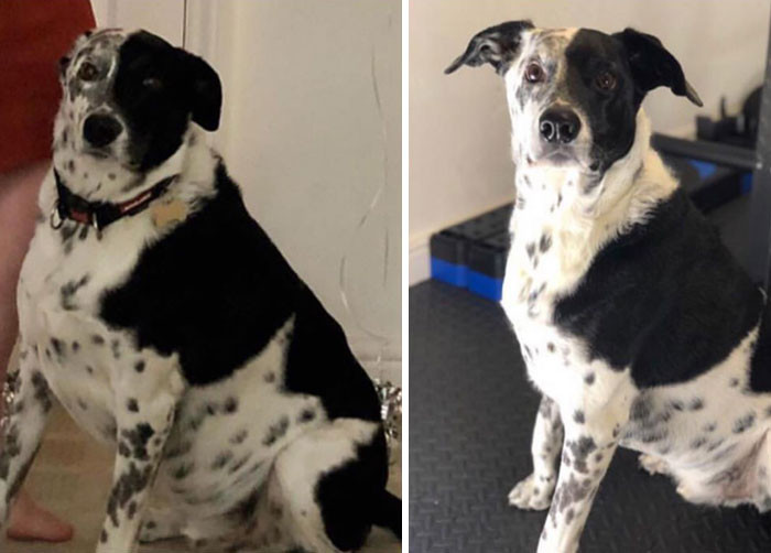 Располневшие собаки на снимках до и после того, как они похудели