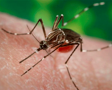 Ученые узнали, как спасти мир от комаров