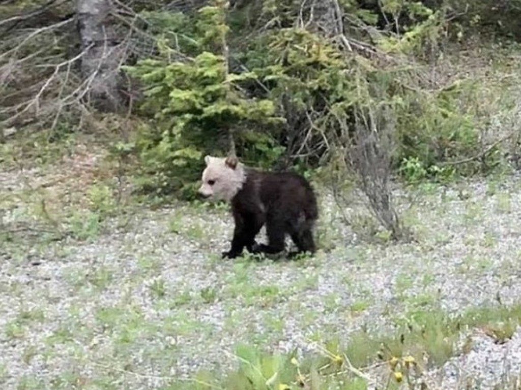 В Канаде замечен медвежонок гризли с белой головой. ФОТО