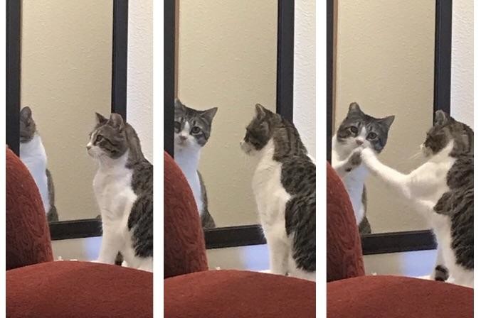 Когда животные встречаются со своим отражением в зеркале. ФОТО