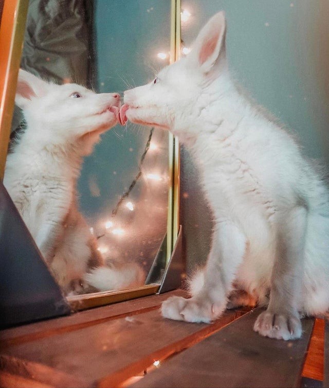 Когда животные встречаются со своим отражением в зеркале. ФОТО