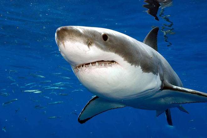 Ученые обнаружили существо, пожирающее акул целиком