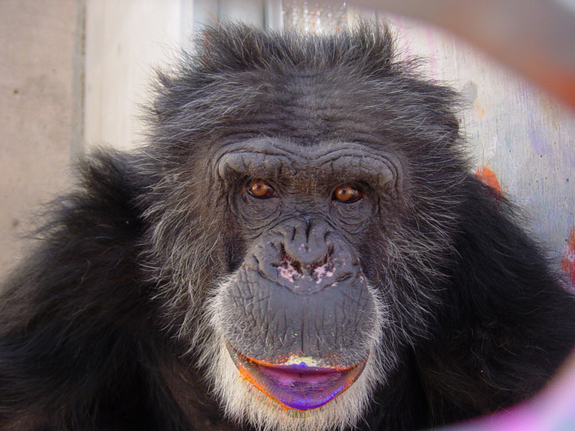 Человечество подхватило генитальный герпес у шимпанзе  