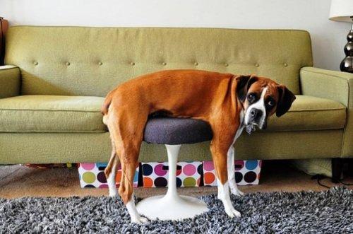 Непростые взаимоотношения между животными и мебелью (ФОТО)