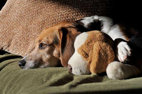 Очаровательные животные, спящие в обнимку с игрушками (ФОТО)