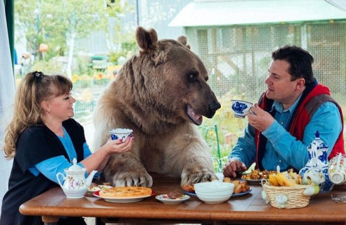 Взрослый медведь живет в семье своих спасителей