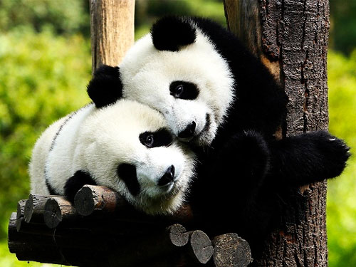 Китай отправит панд налаживать отношения с Южной Кореей