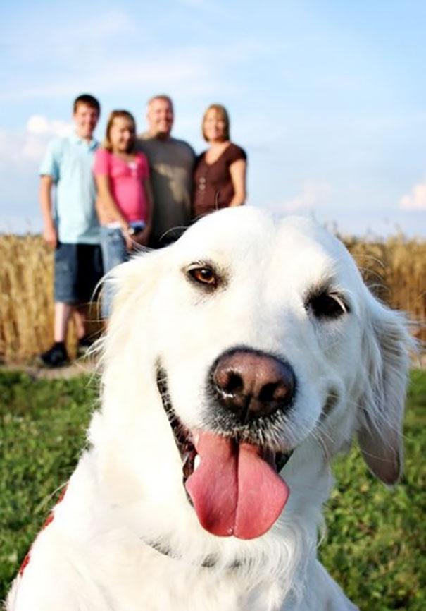 20 собак, которые умеют портить снимки (ФОТО)