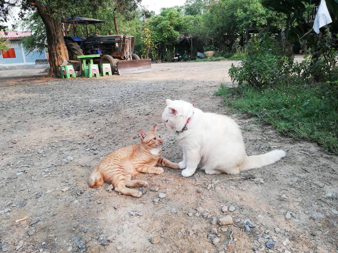 Сердитый кот, который охраняет арбузную ферму в Таиланде