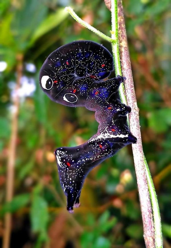 Удивительные гусеницы не менее красивые, чем бабочки