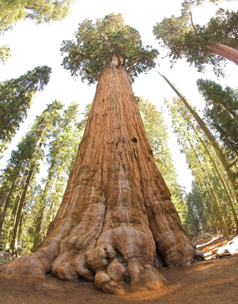 Самое крупное дерево на Земле