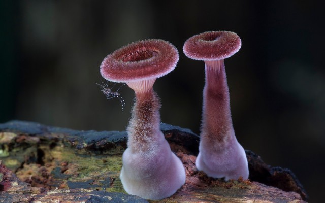 Удивительные фотографии грибов от Стива Аксфорда