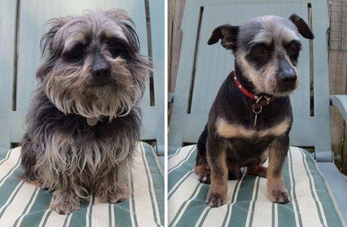 Курьезные снимки собак до и после стрижки (ФОТО)