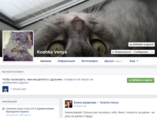Глава администрации Порошенко научил кошку "вести" Facebook