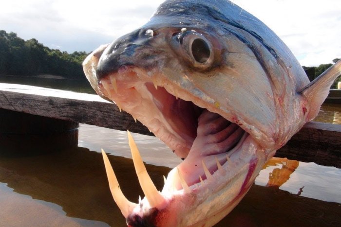 7 опасных рыб, которые способны убить человека